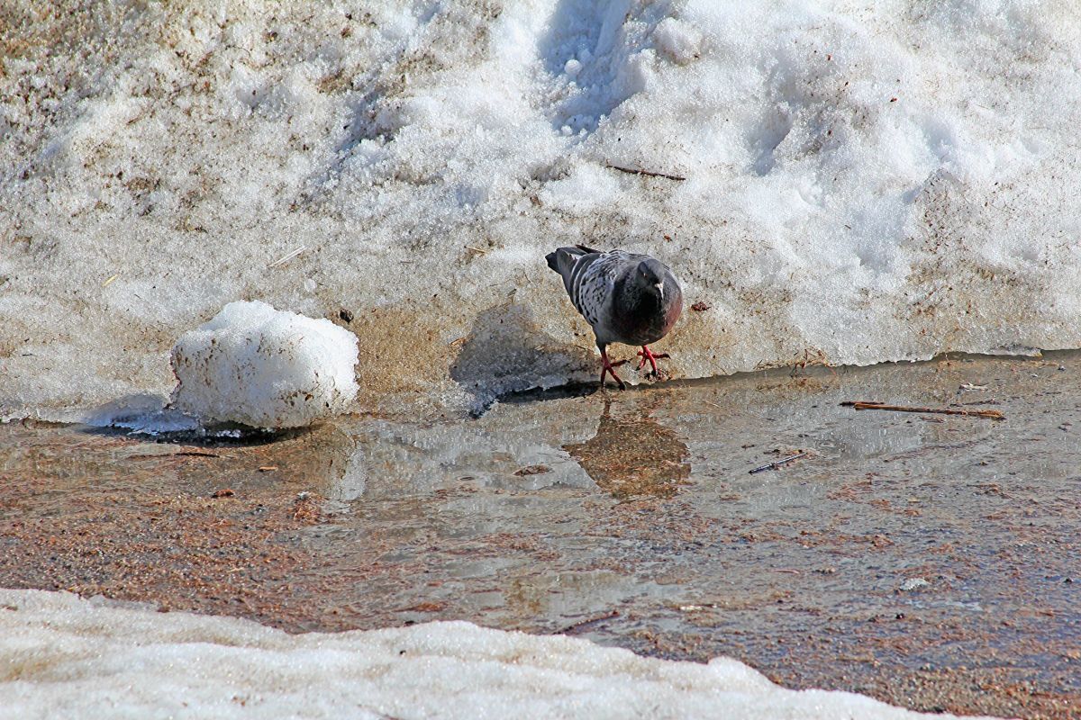 Иллюстрация к публикации