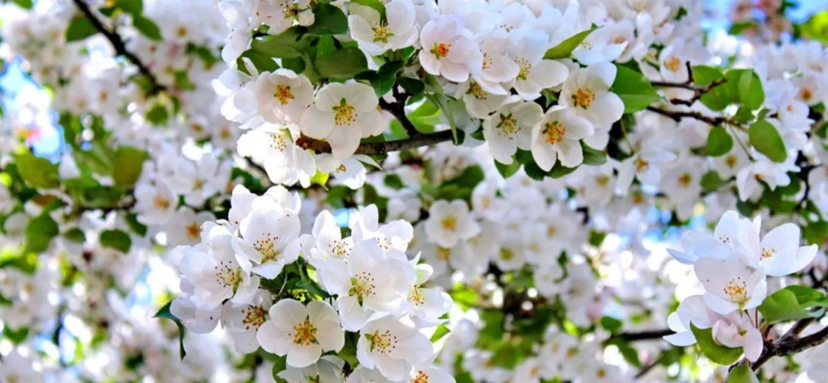 Иллюстрация к публикации