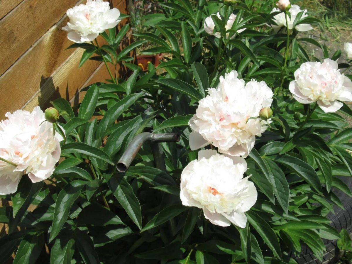 Иллюстрация к публикации