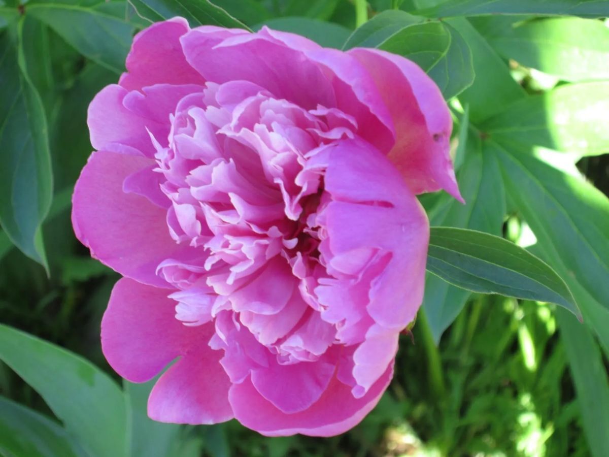 Иллюстрация к публикации