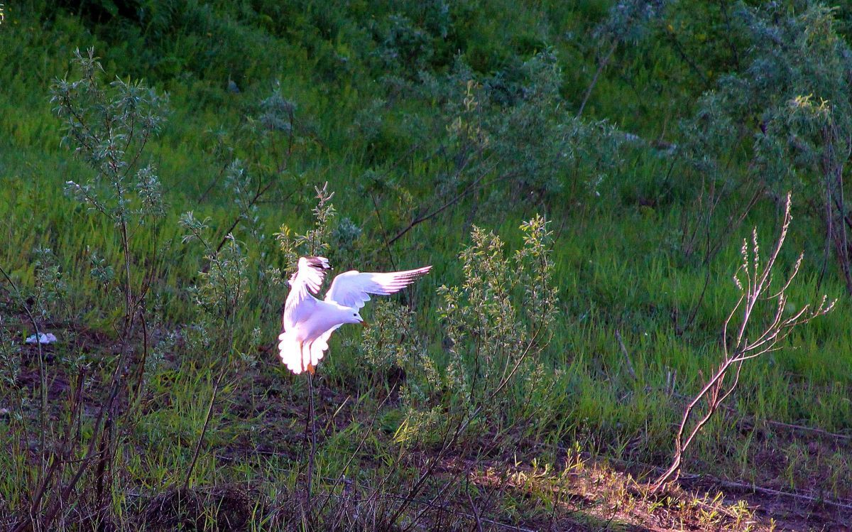 Иллюстрация к публикации