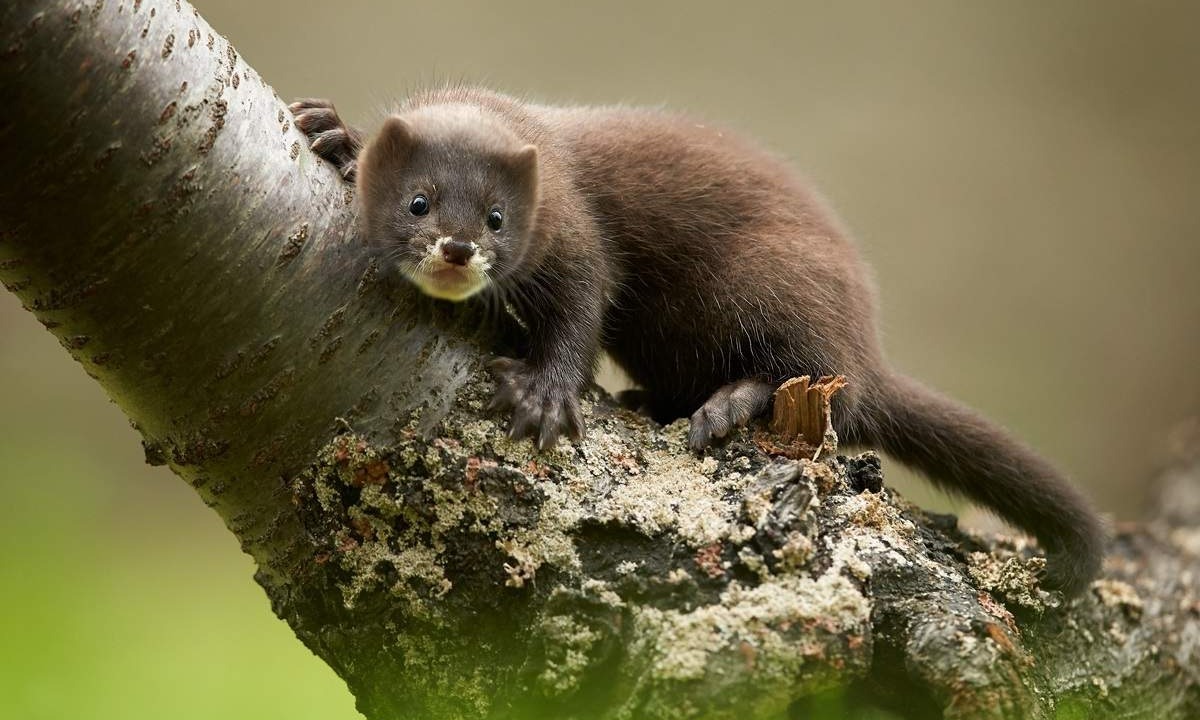 Иллюстрация к публикации