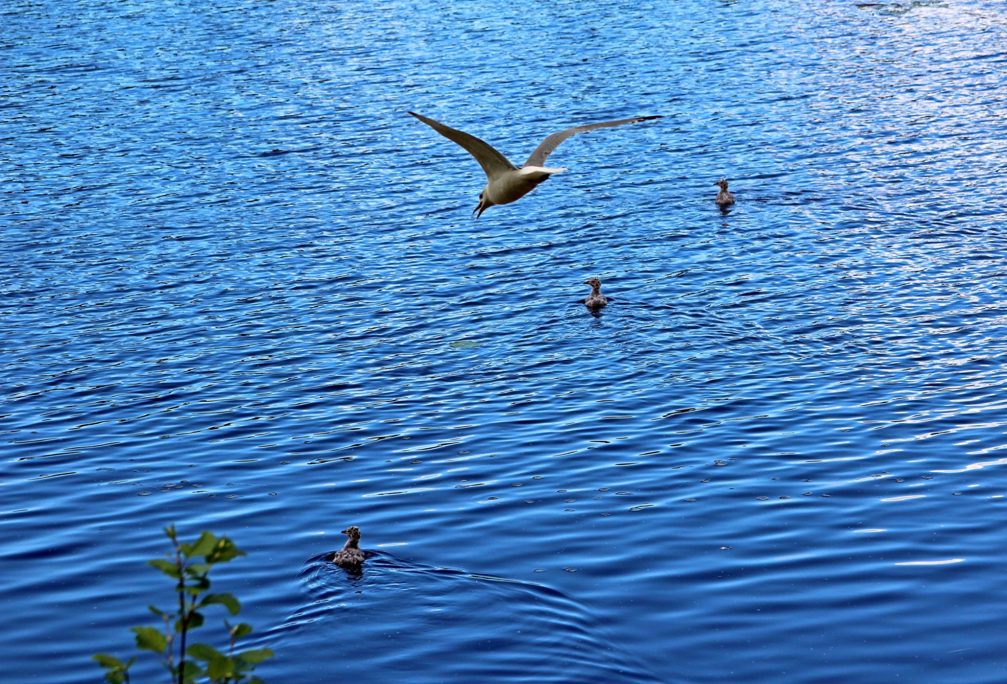 Иллюстрация к публикации