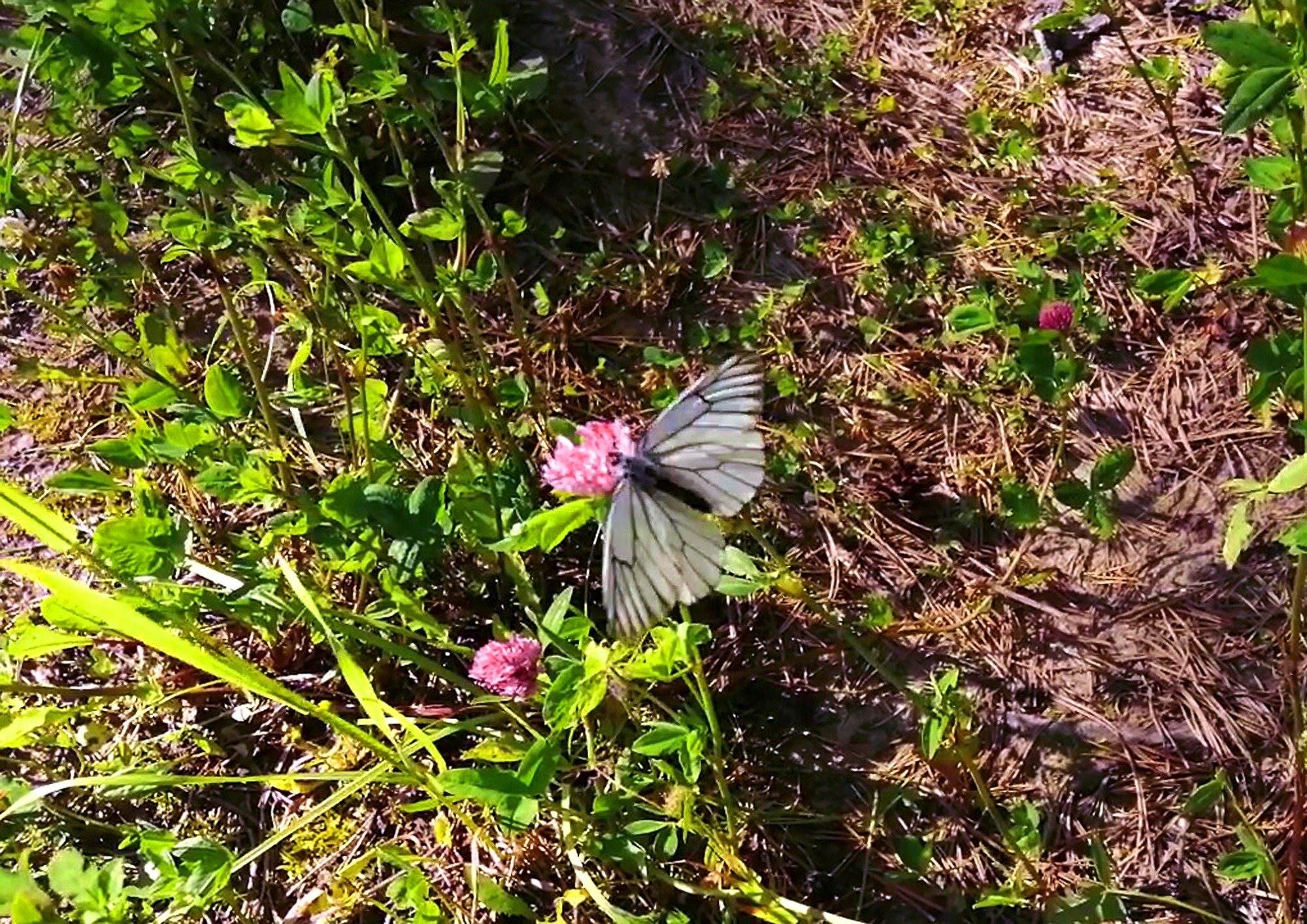 Иллюстрация к публикации