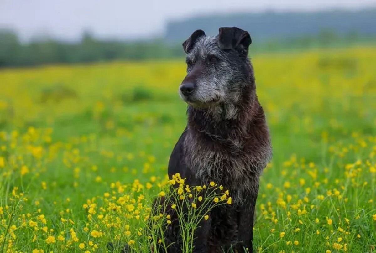 Иллюстрация к публикации