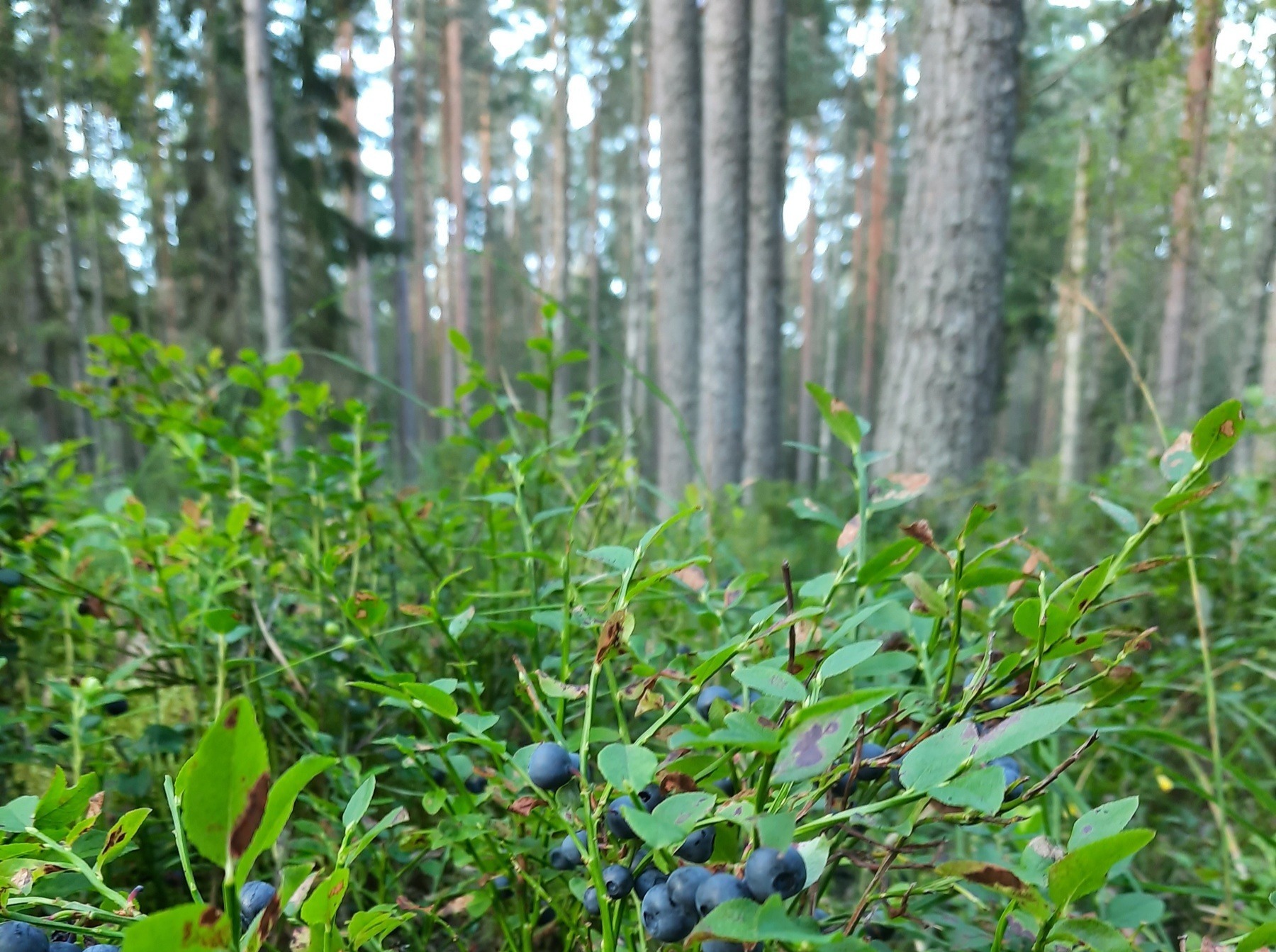 Иллюстрация к публикации