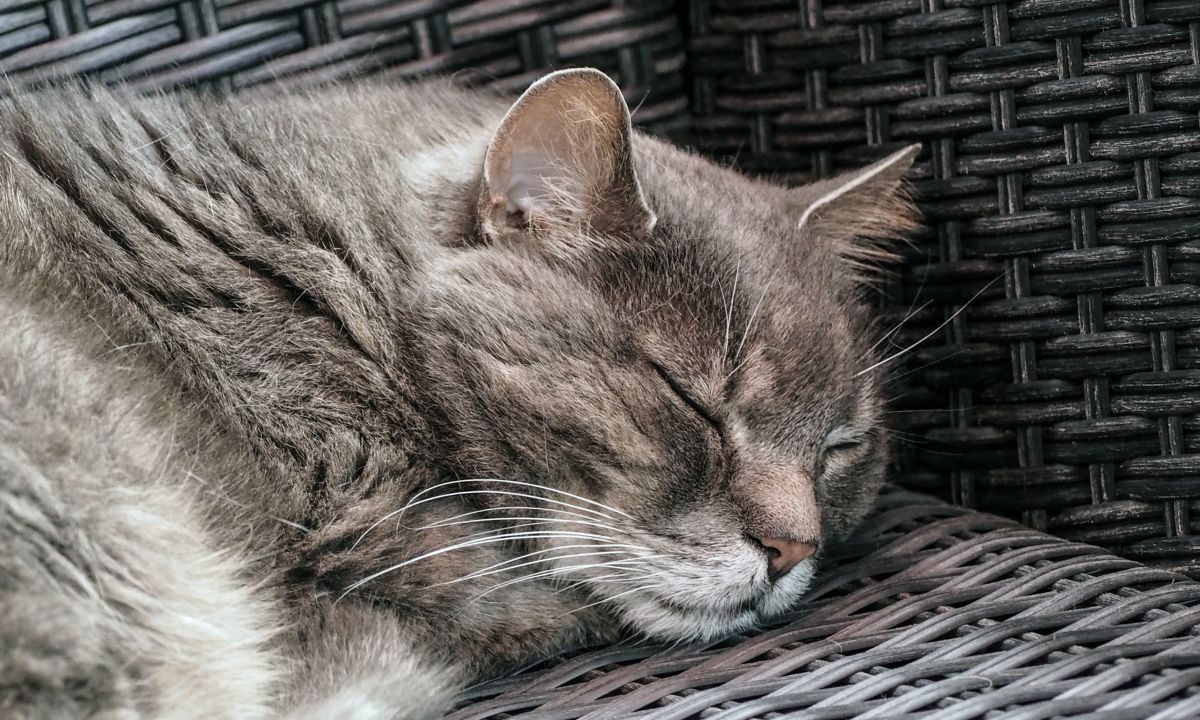 Иллюстрация к публикации