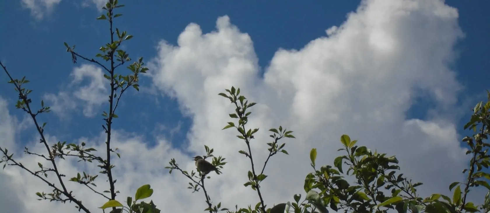 Иллюстрация к публикации