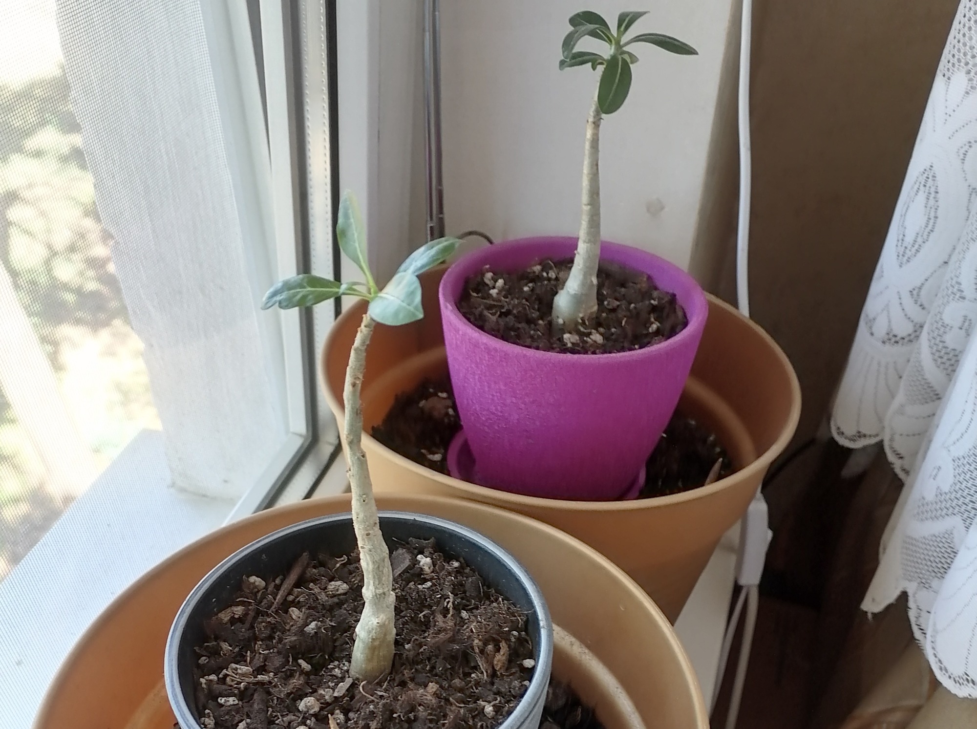 Иллюстрация к публикации