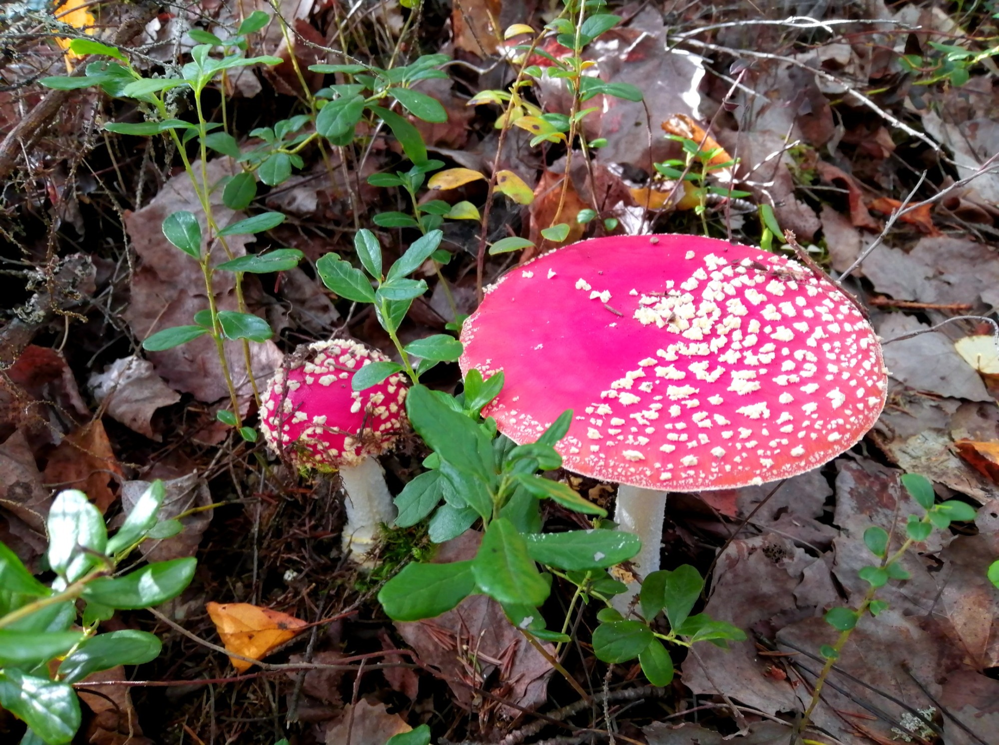 Иллюстрация к публикации