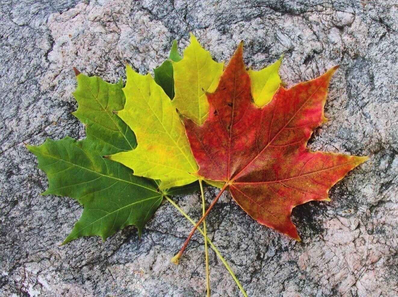 Иллюстрация к публикации