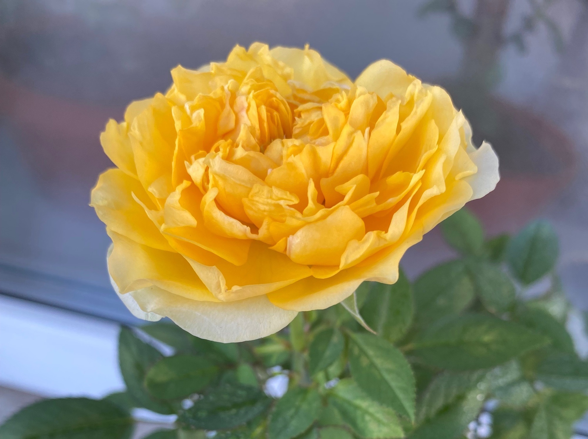 Иллюстрация к публикации