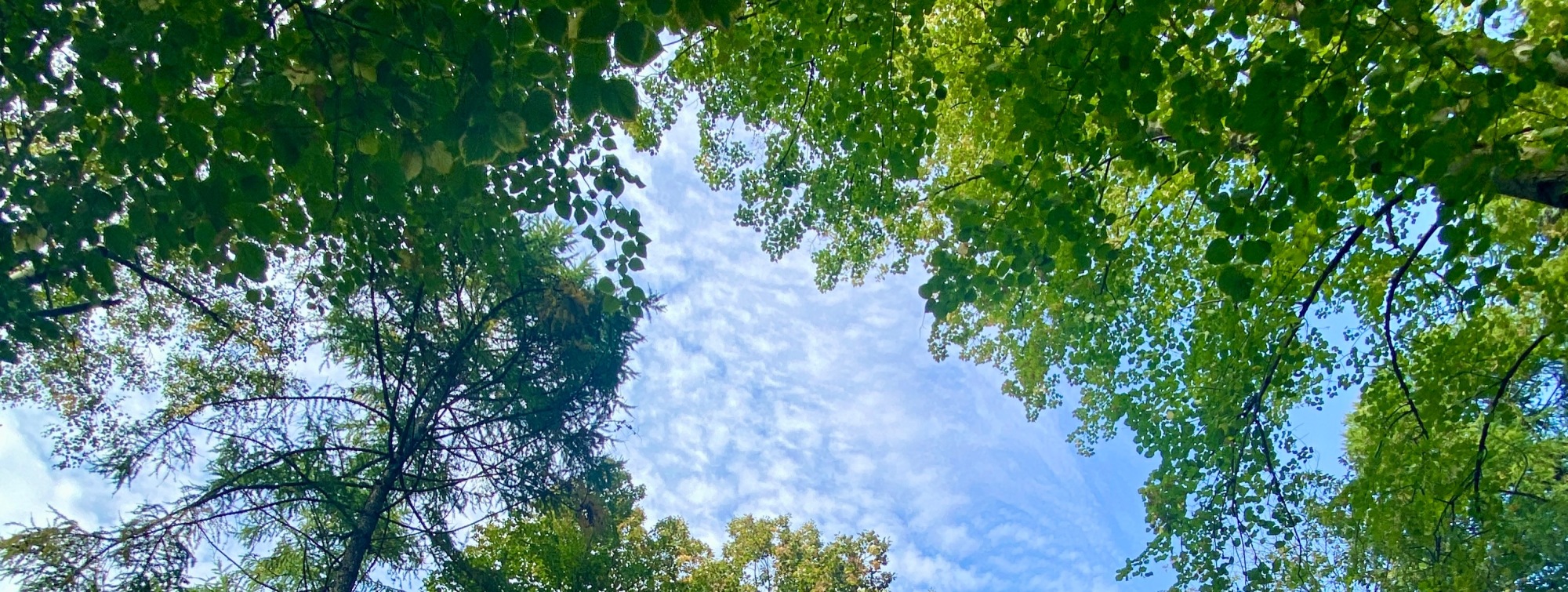 Иллюстрация к публикации