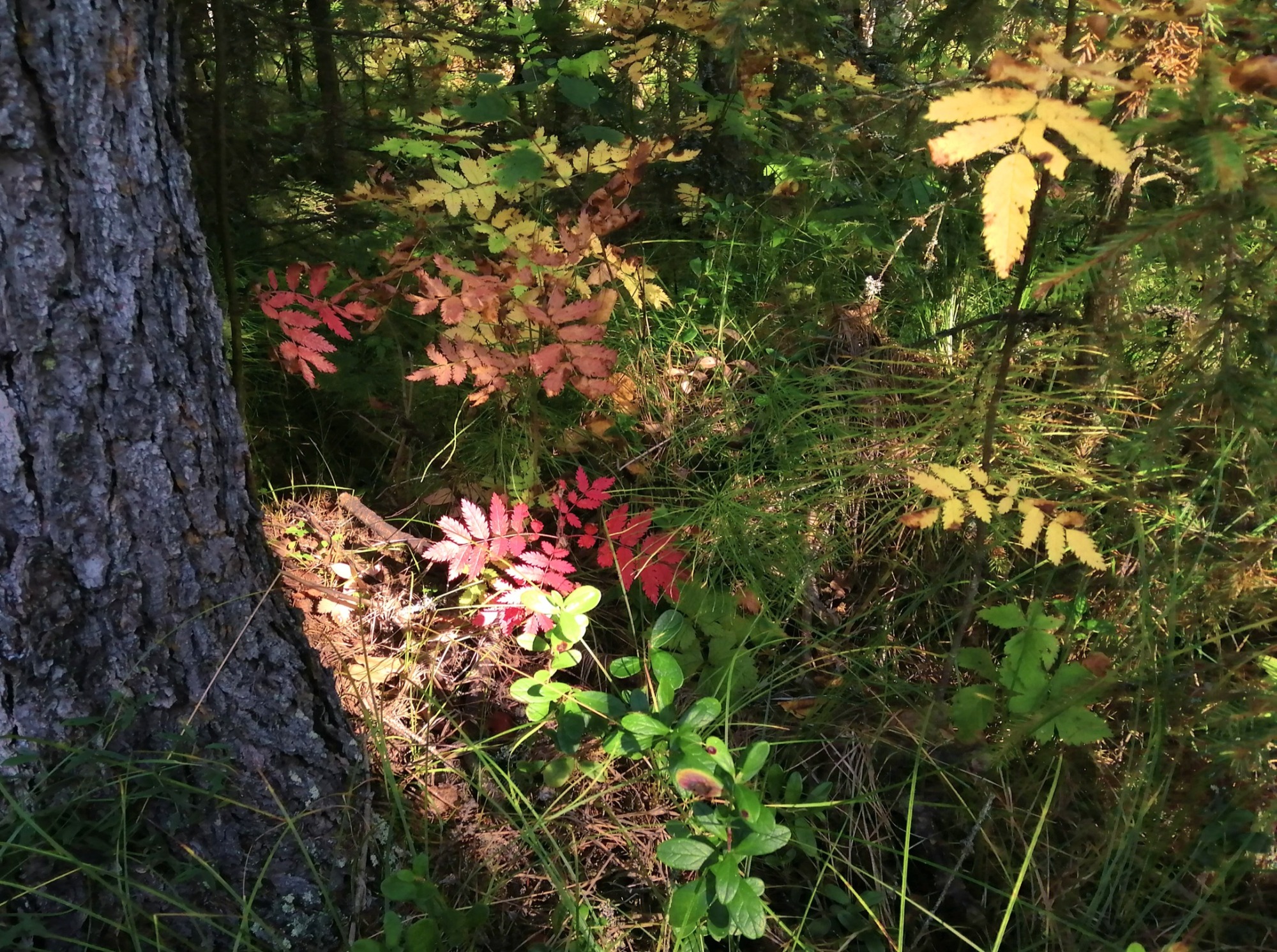 Иллюстрация к публикации