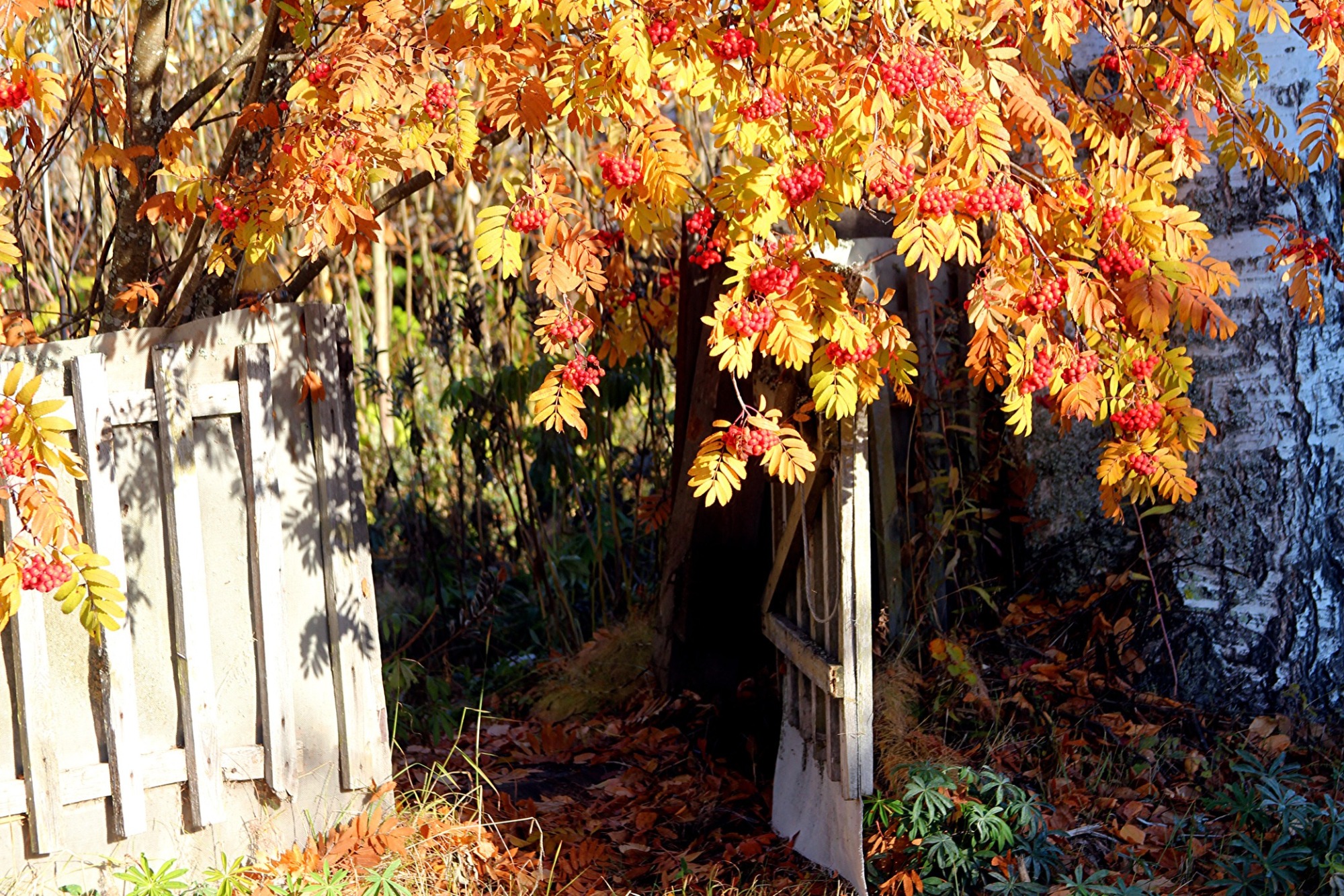 Иллюстрация к публикации