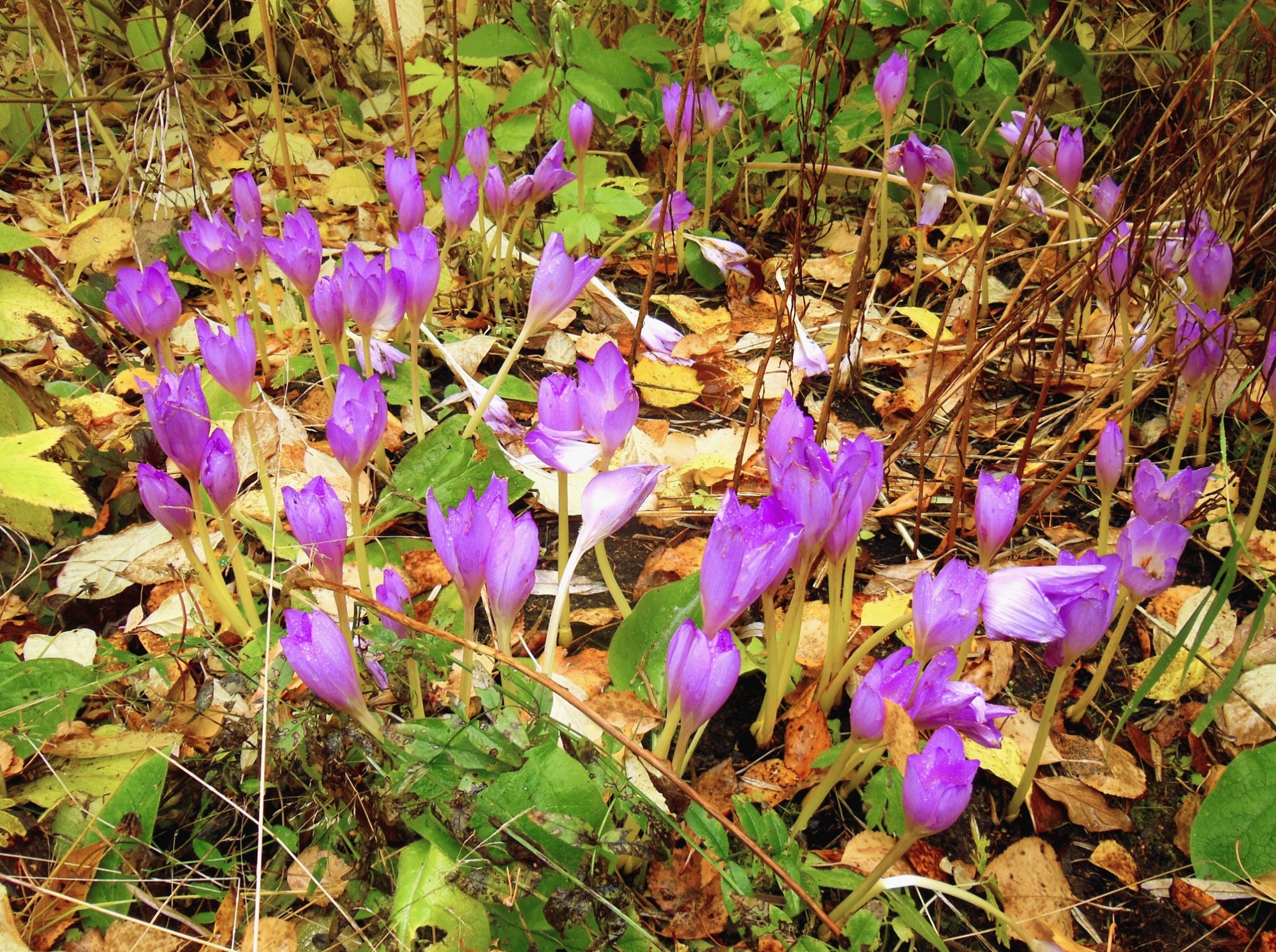 Иллюстрация к публикации