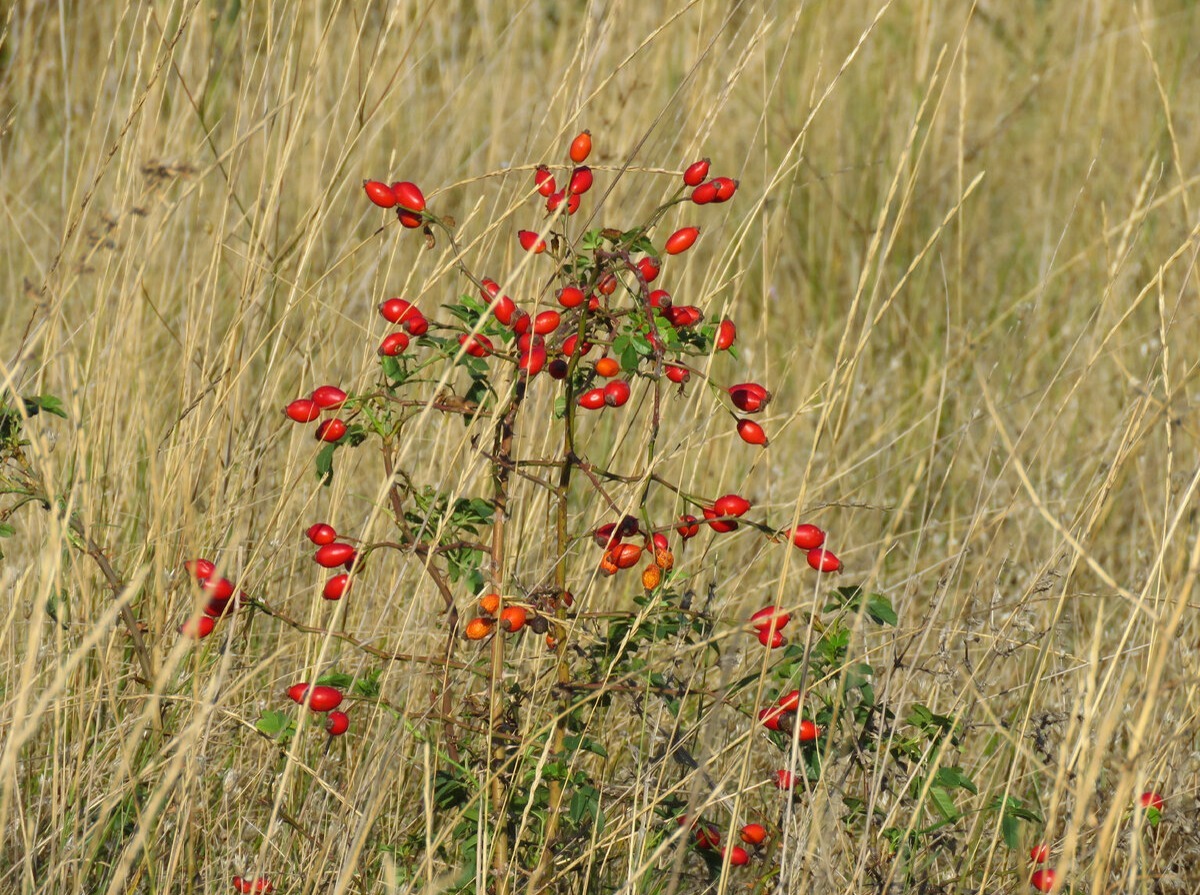 Иллюстрация к публикации