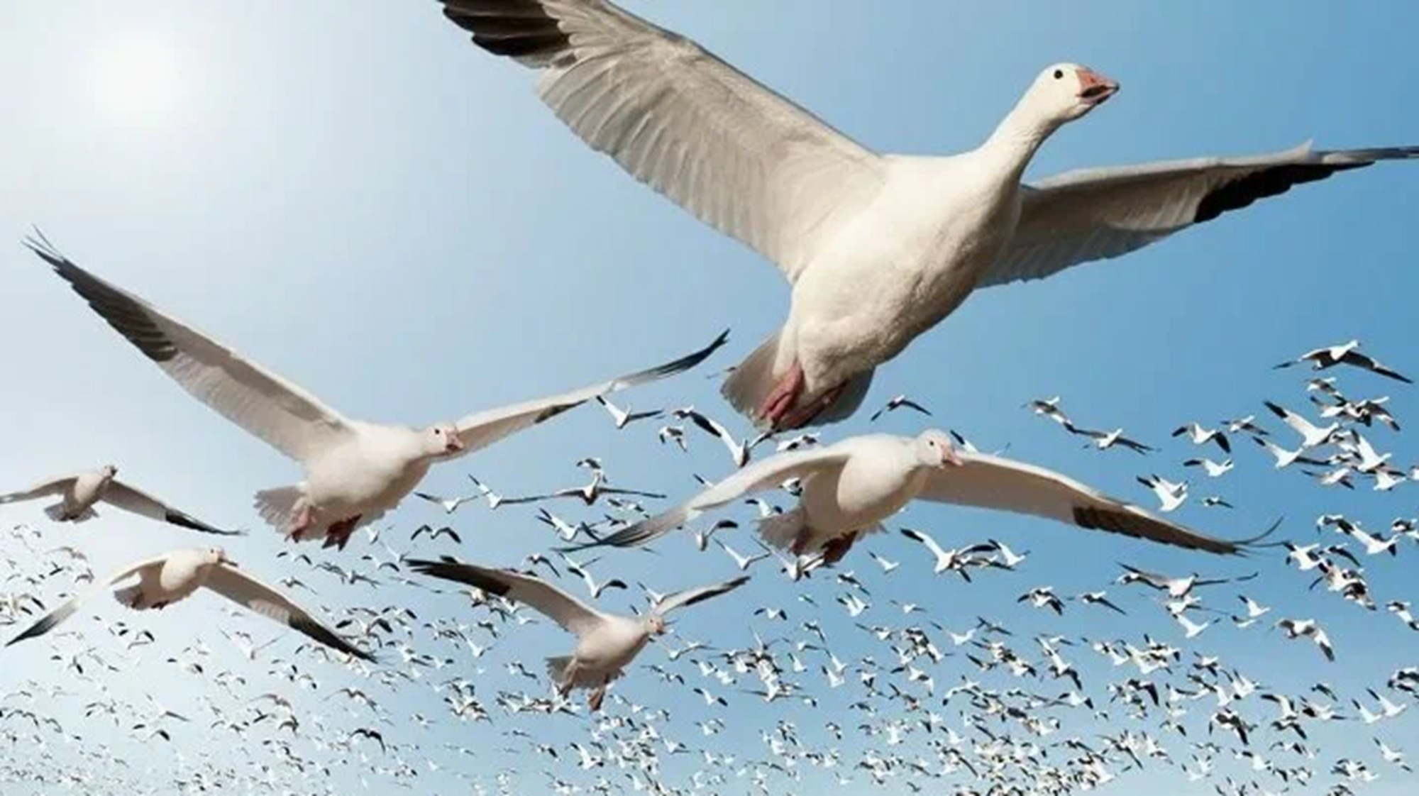 Иллюстрация к публикации