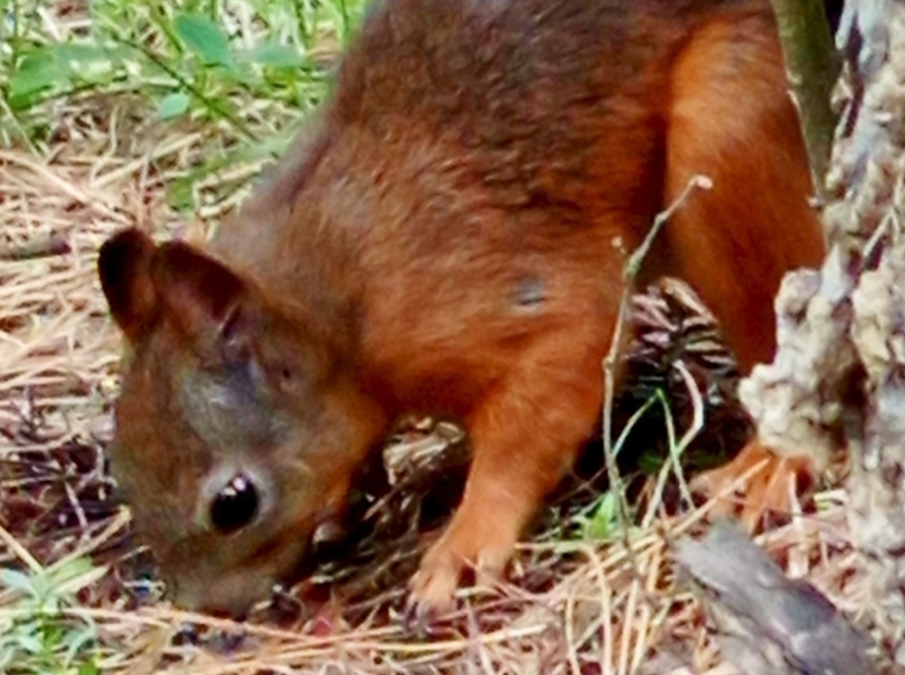 Иллюстрация к публикации