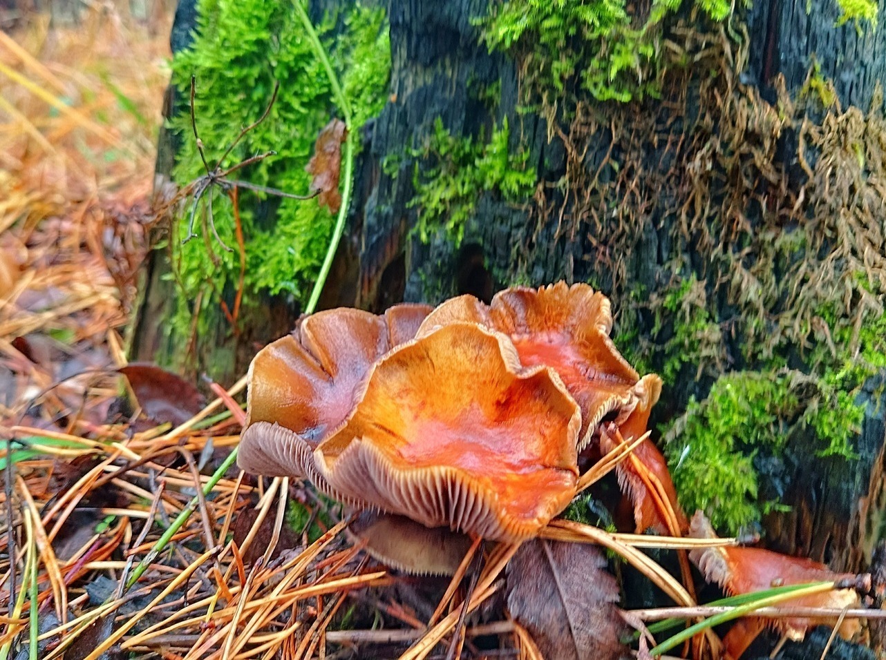 Иллюстрация к публикации