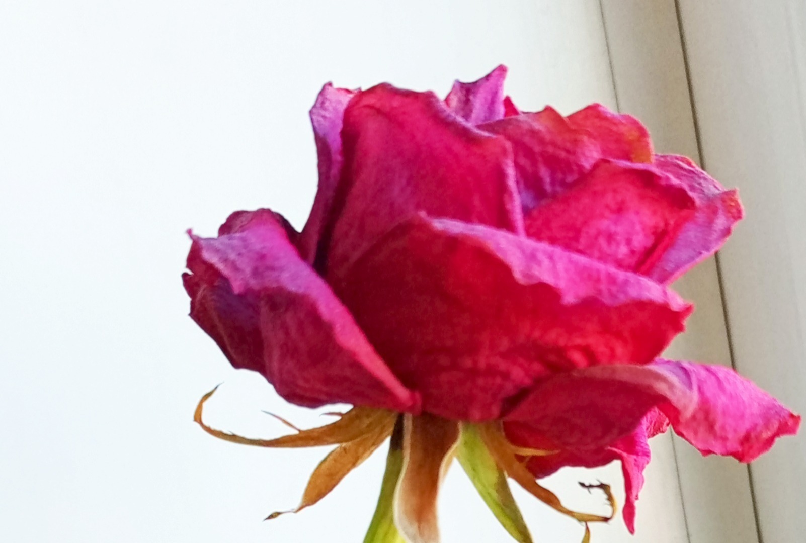 Иллюстрация к публикации