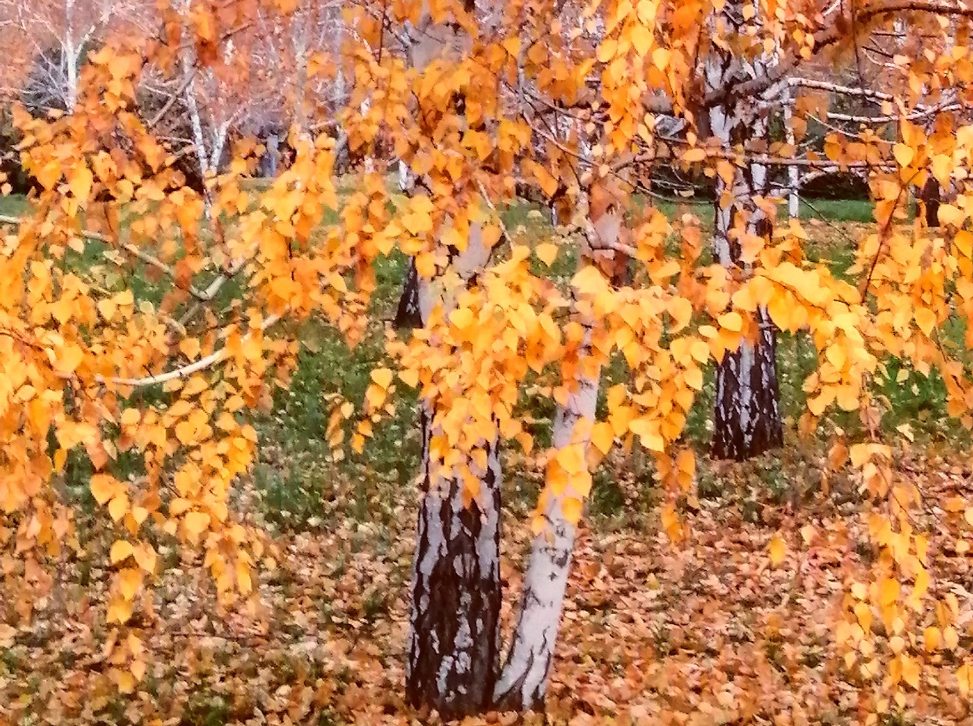 Иллюстрация к публикации