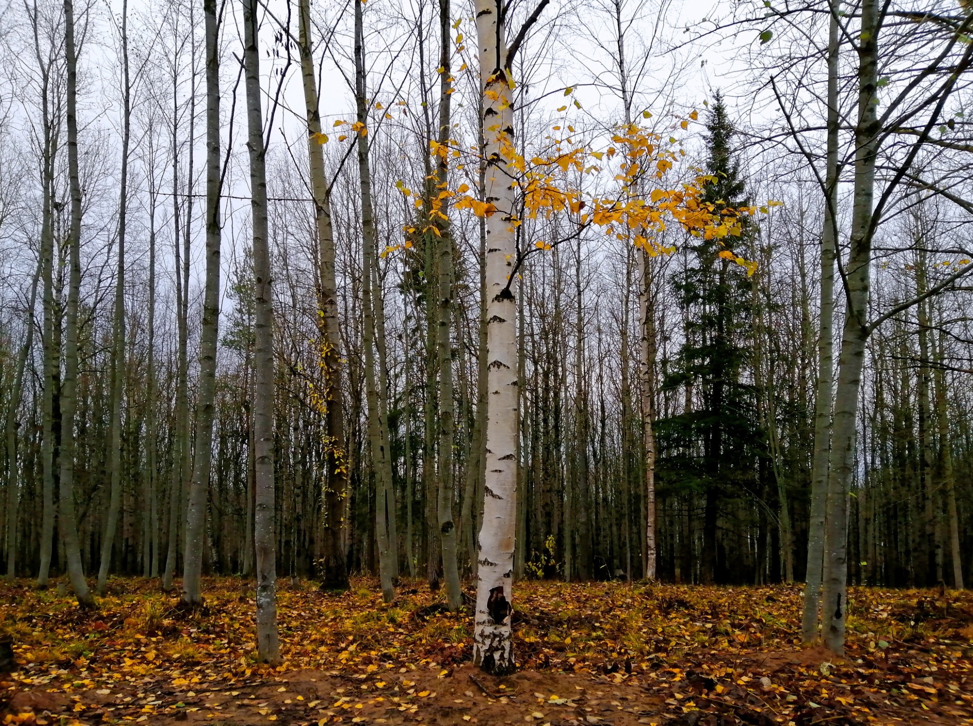 Иллюстрация к публикации