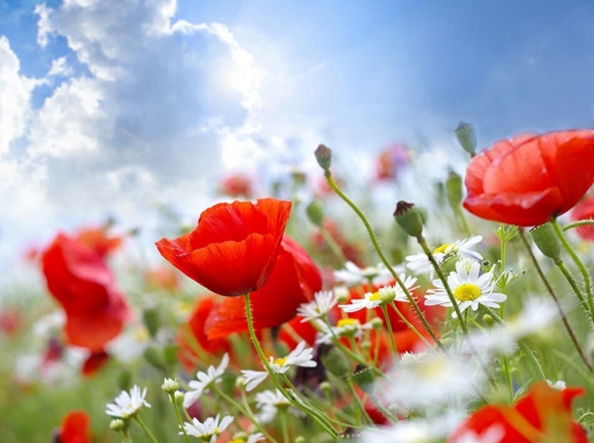 Иллюстрация к публикации