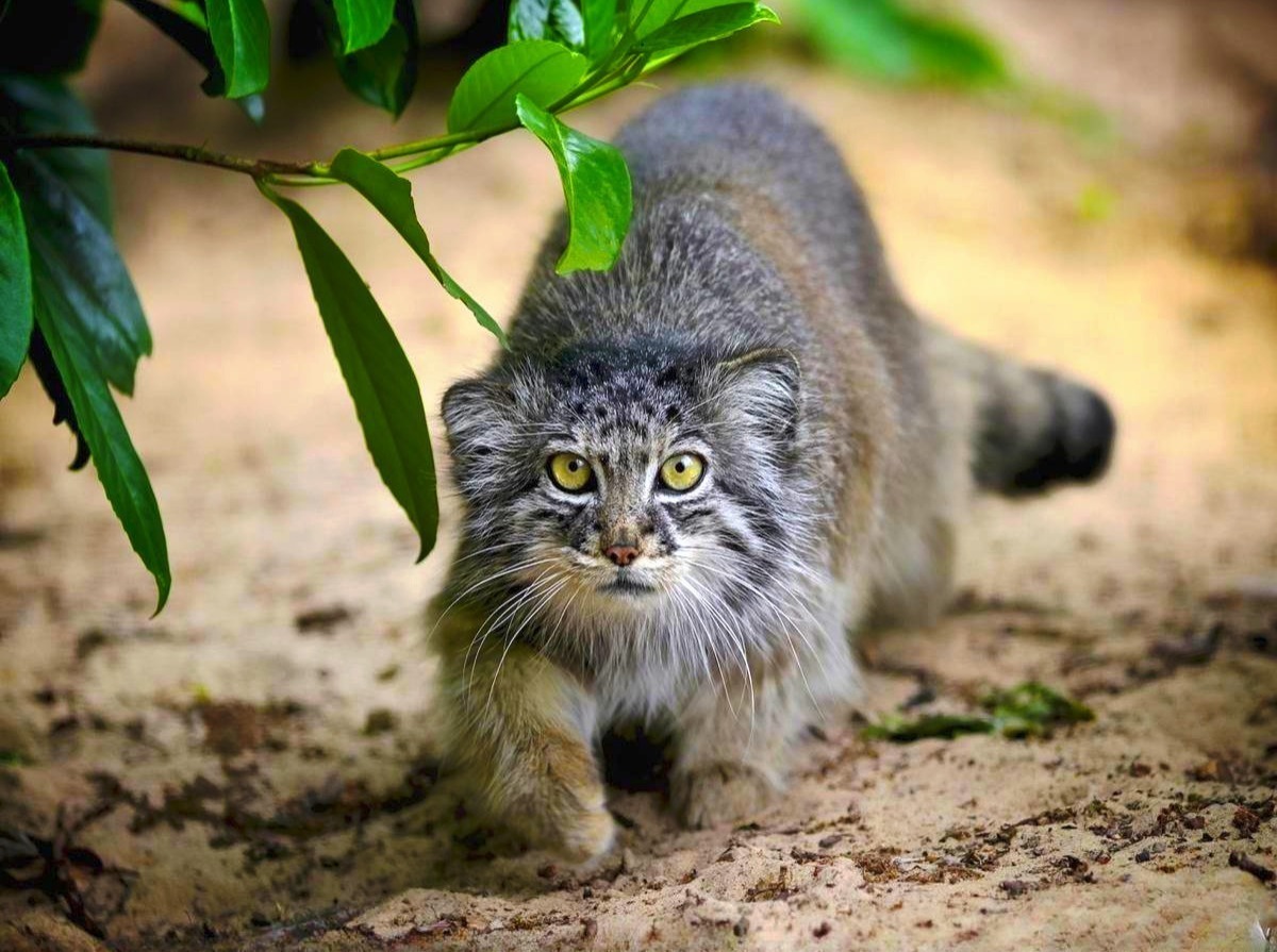 Иллюстрация к публикации