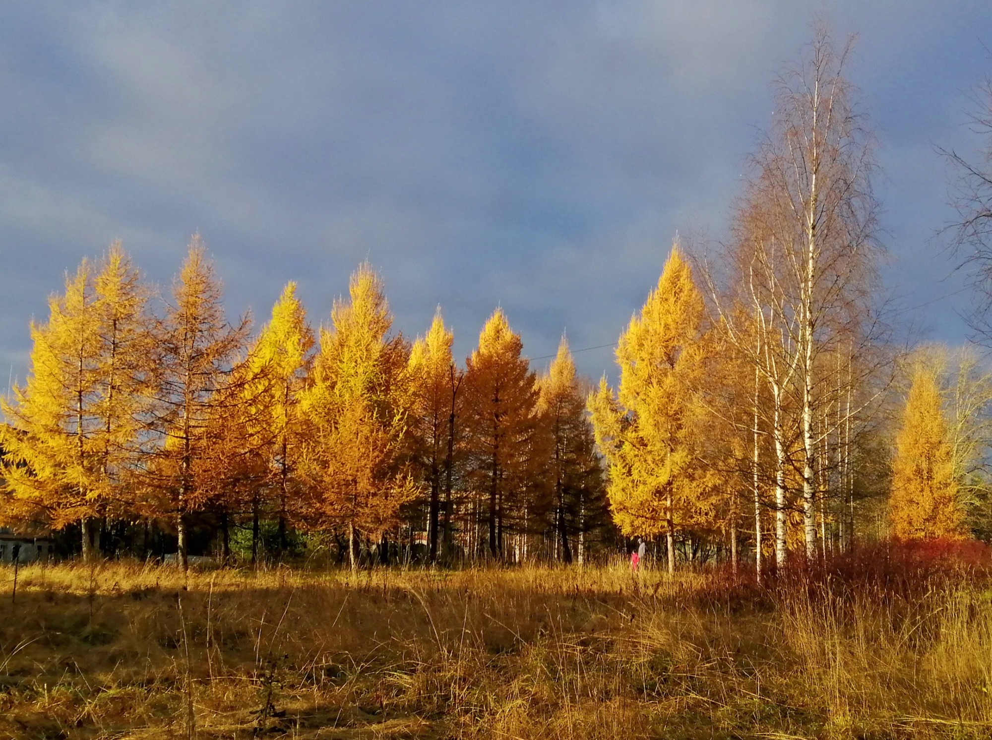 Иллюстрация к публикации