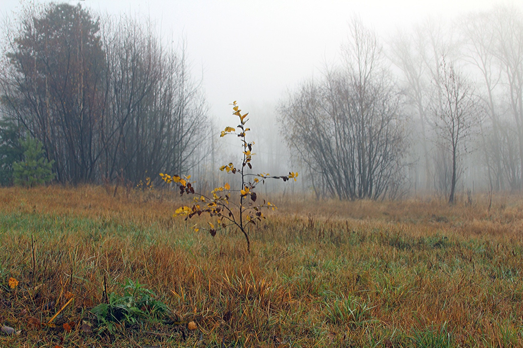 Иллюстрация к публикации