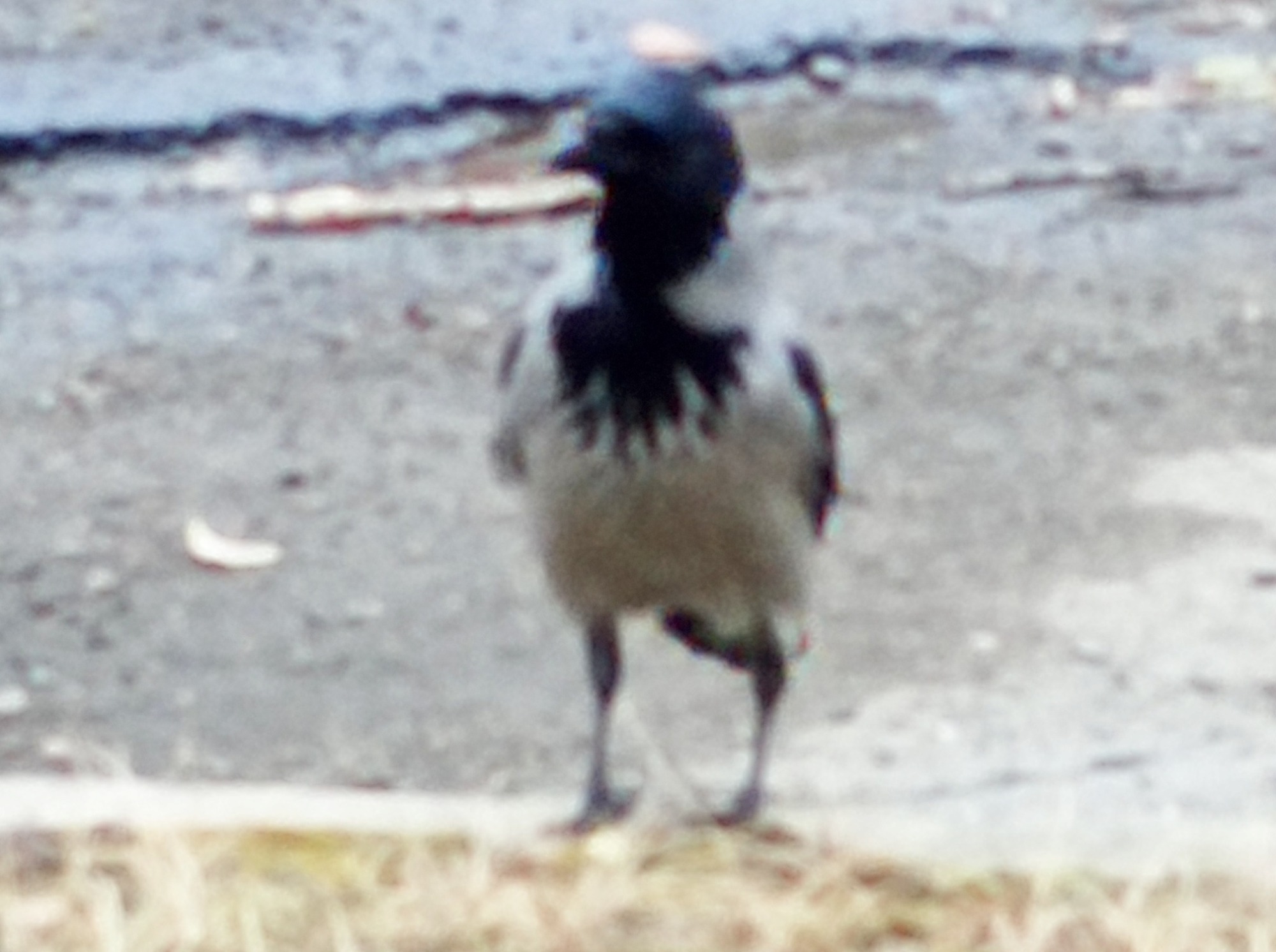 Иллюстрация к публикации