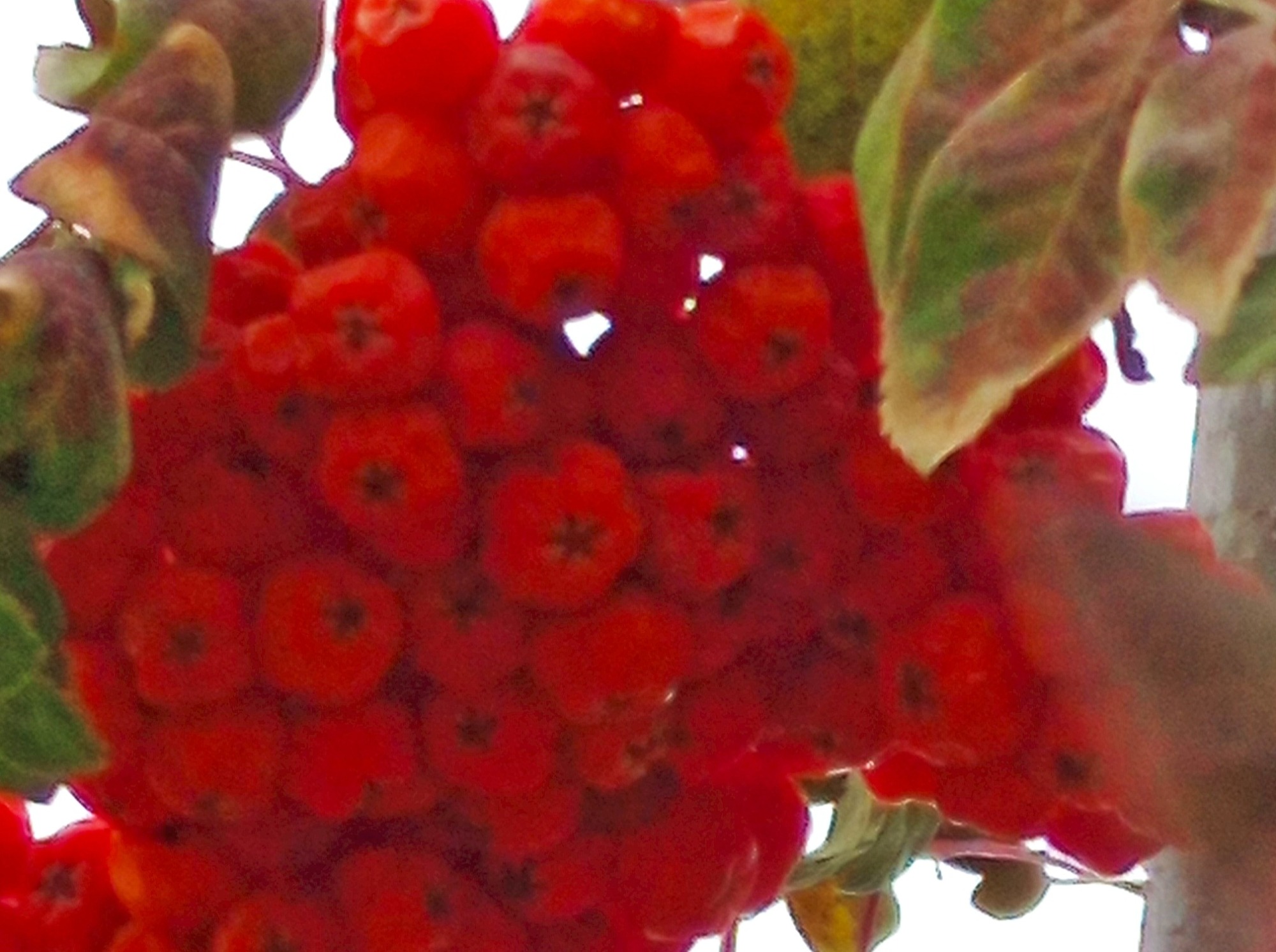 Иллюстрация к публикации