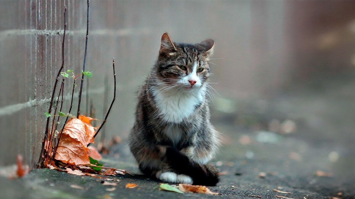 Иллюстрация к публикации