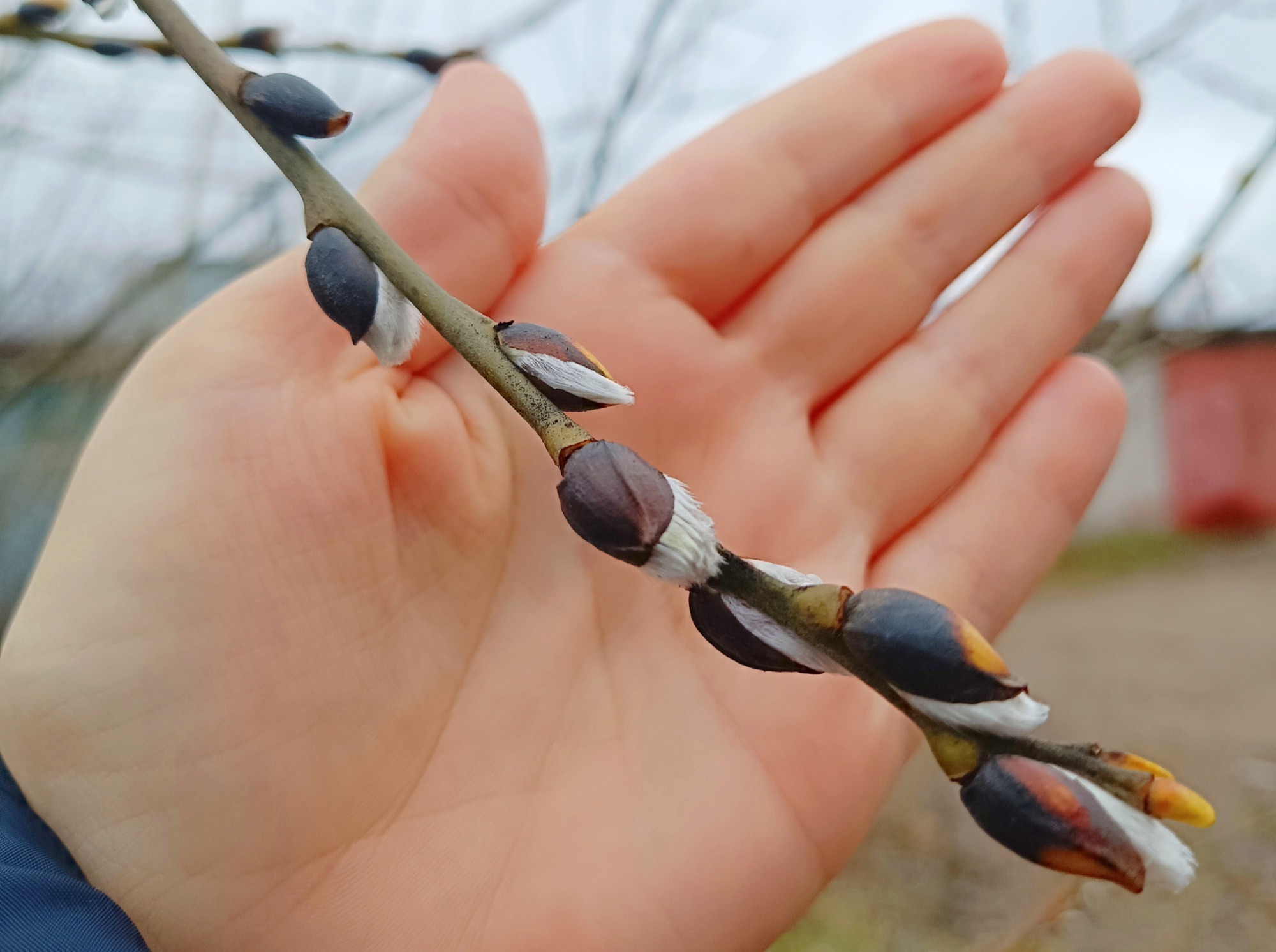 Иллюстрация к публикации