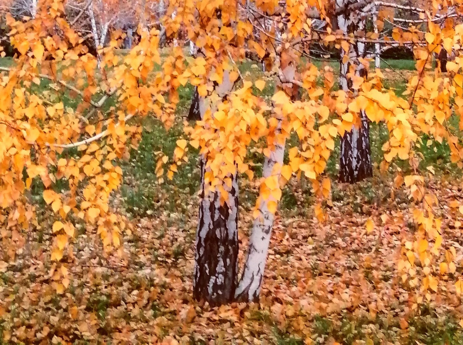 Иллюстрация к публикации