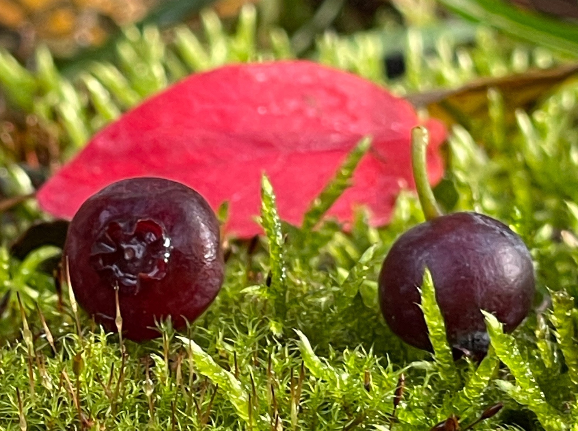 Иллюстрация к публикации