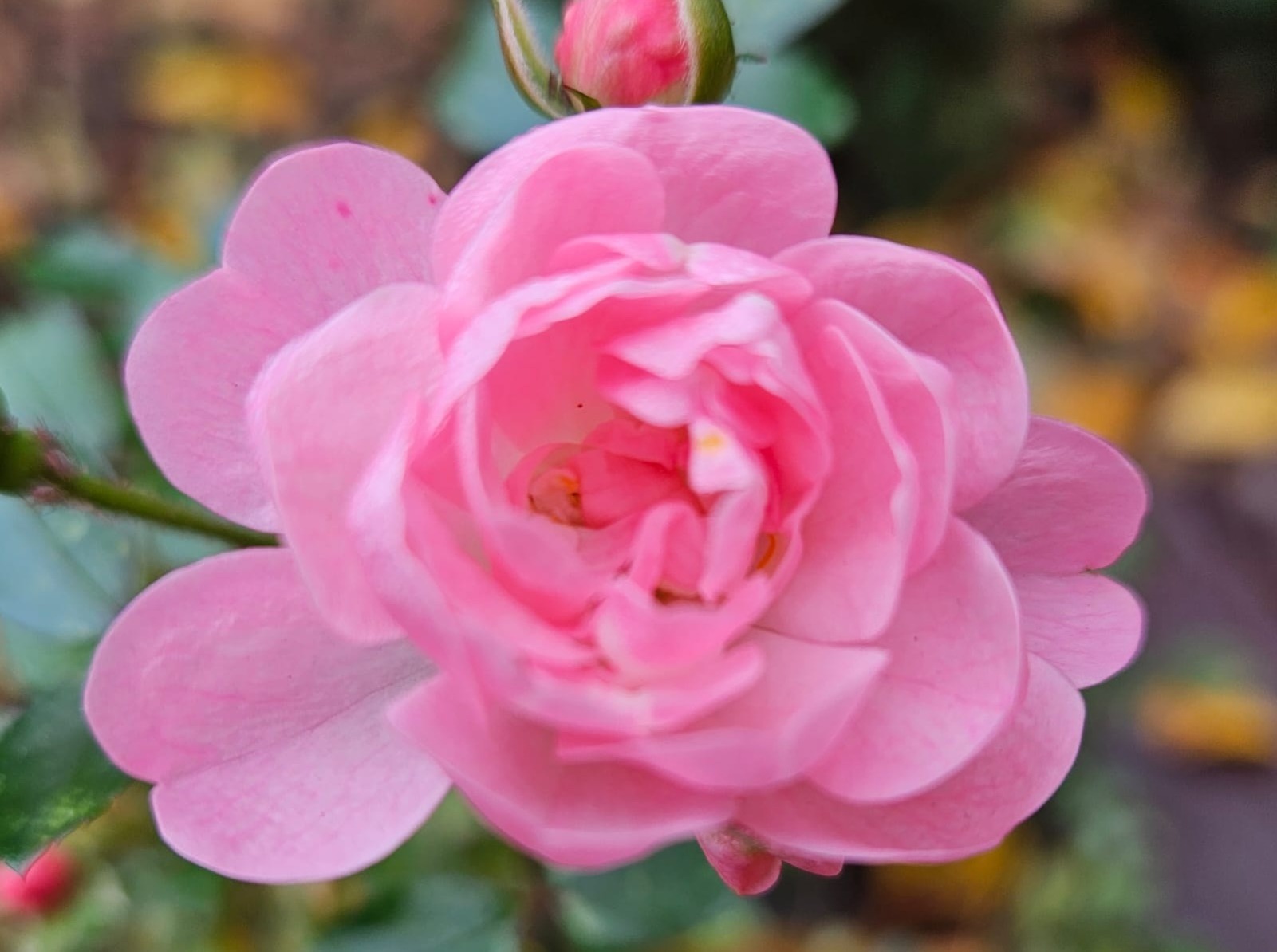 Иллюстрация к публикации