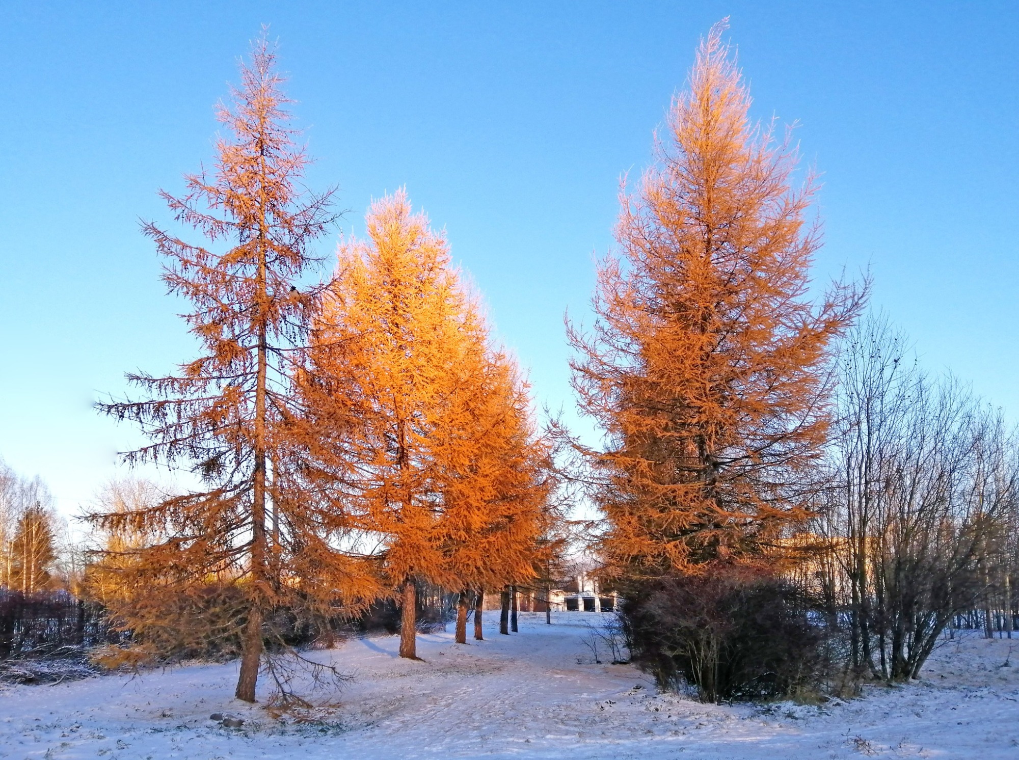 Иллюстрация к публикации