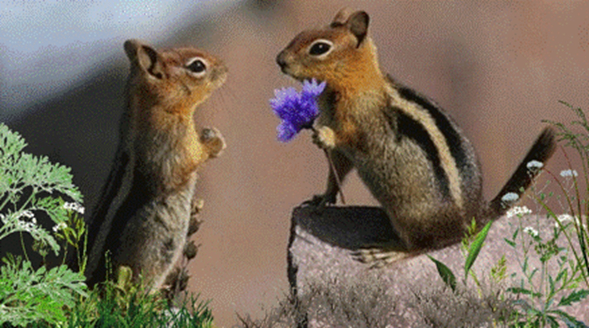 Иллюстрация к публикации