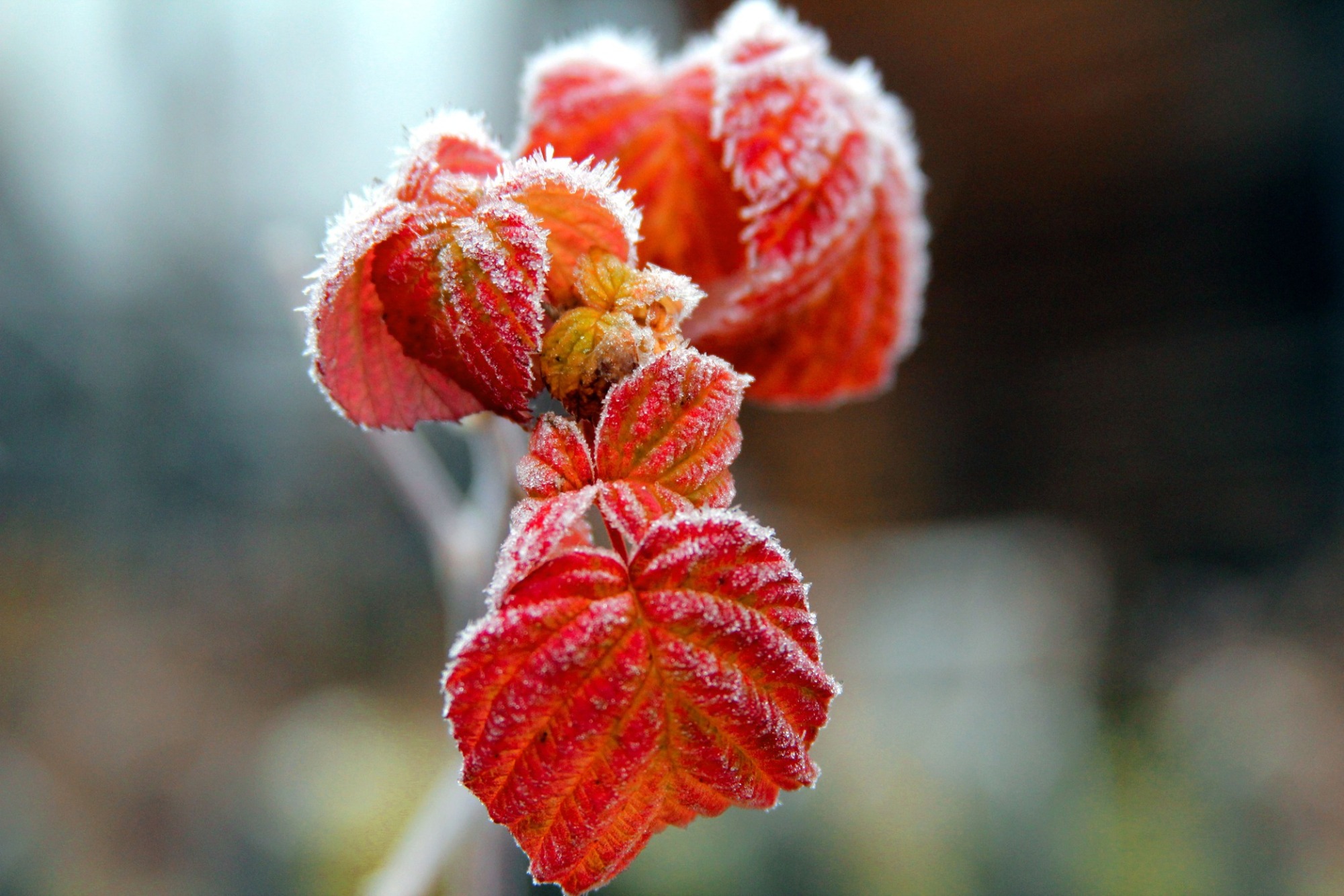 Иллюстрация к публикации