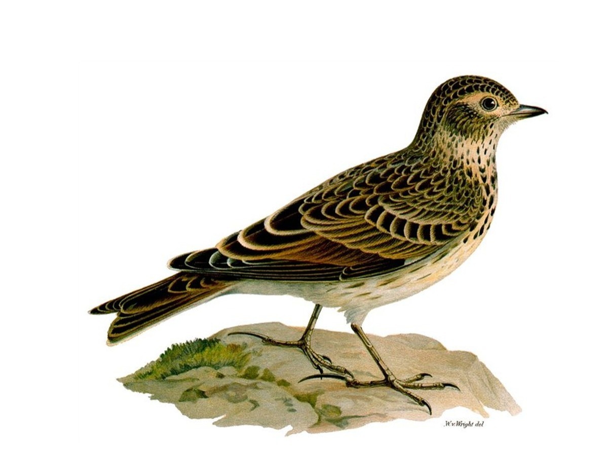 Иллюстрация к публикации