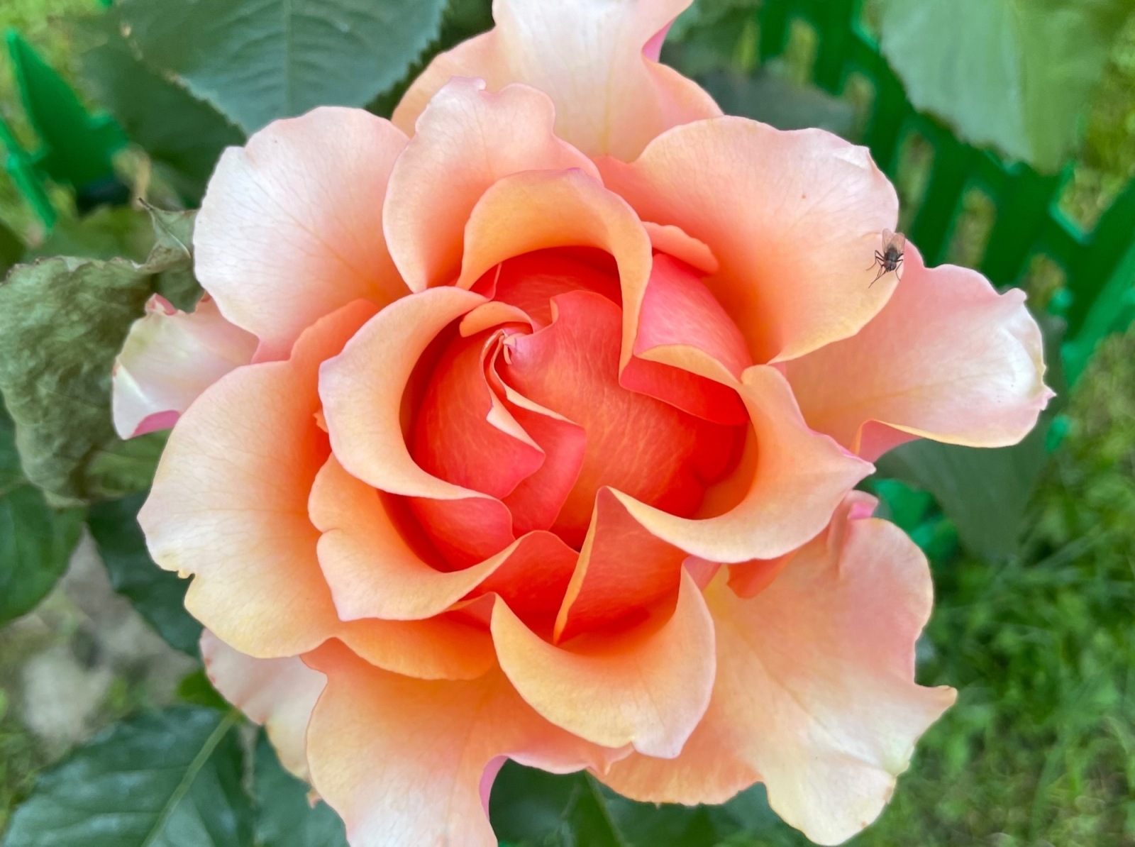 Иллюстрация к публикации