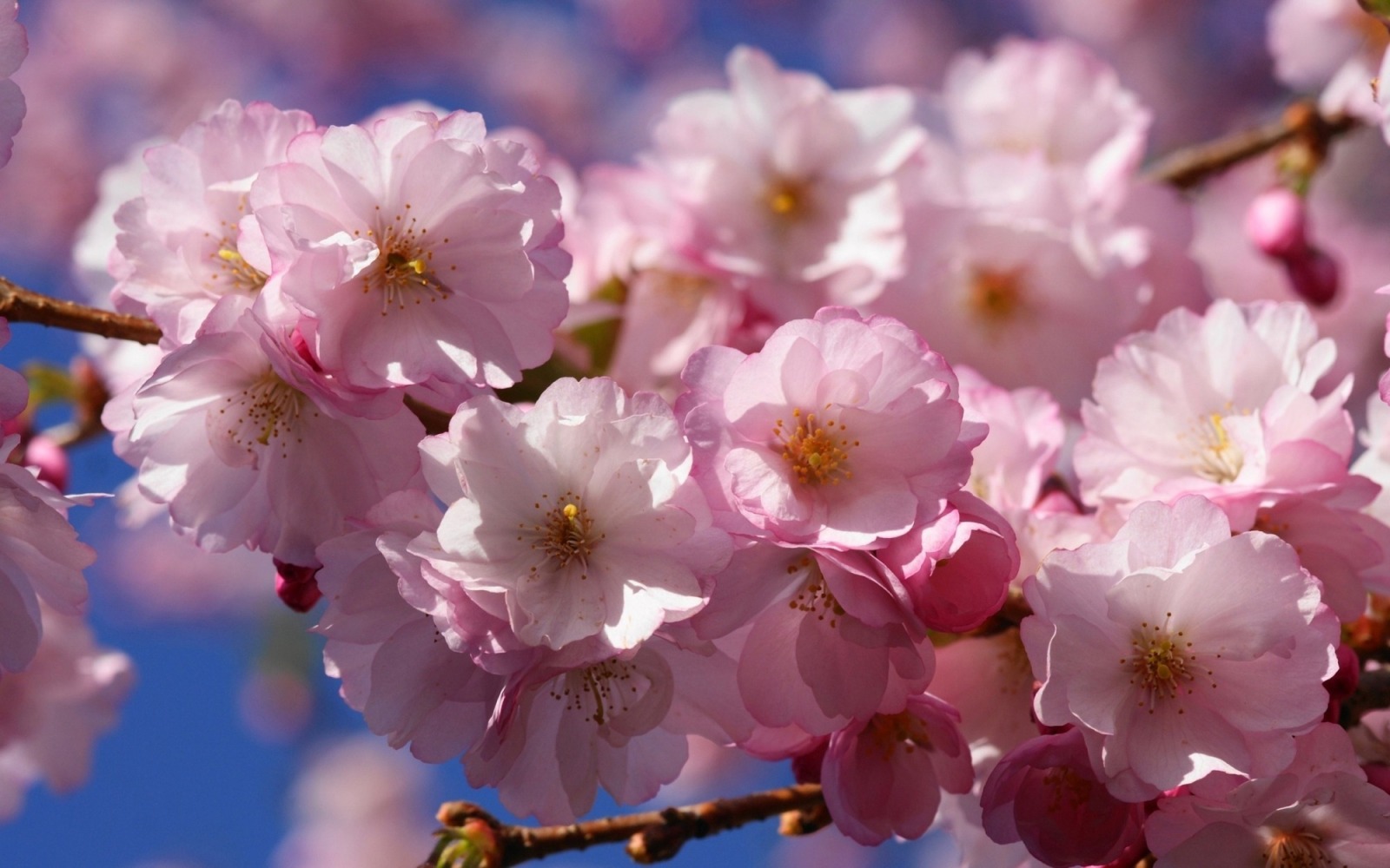 Иллюстрация к публикации