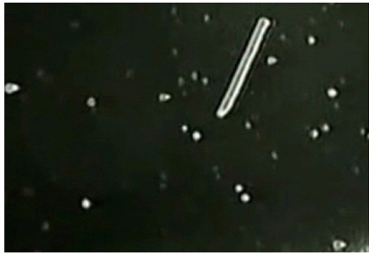 Иллюстрация к публикации