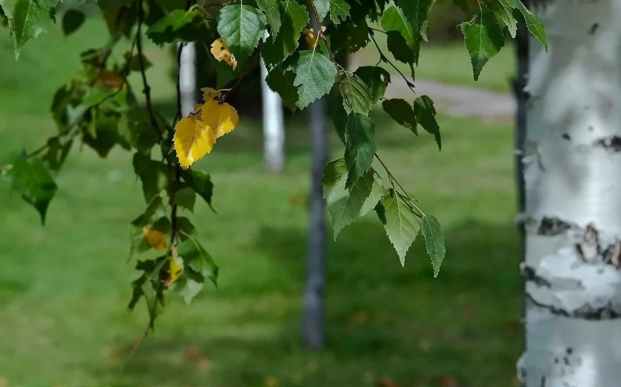 Иллюстрация к публикации