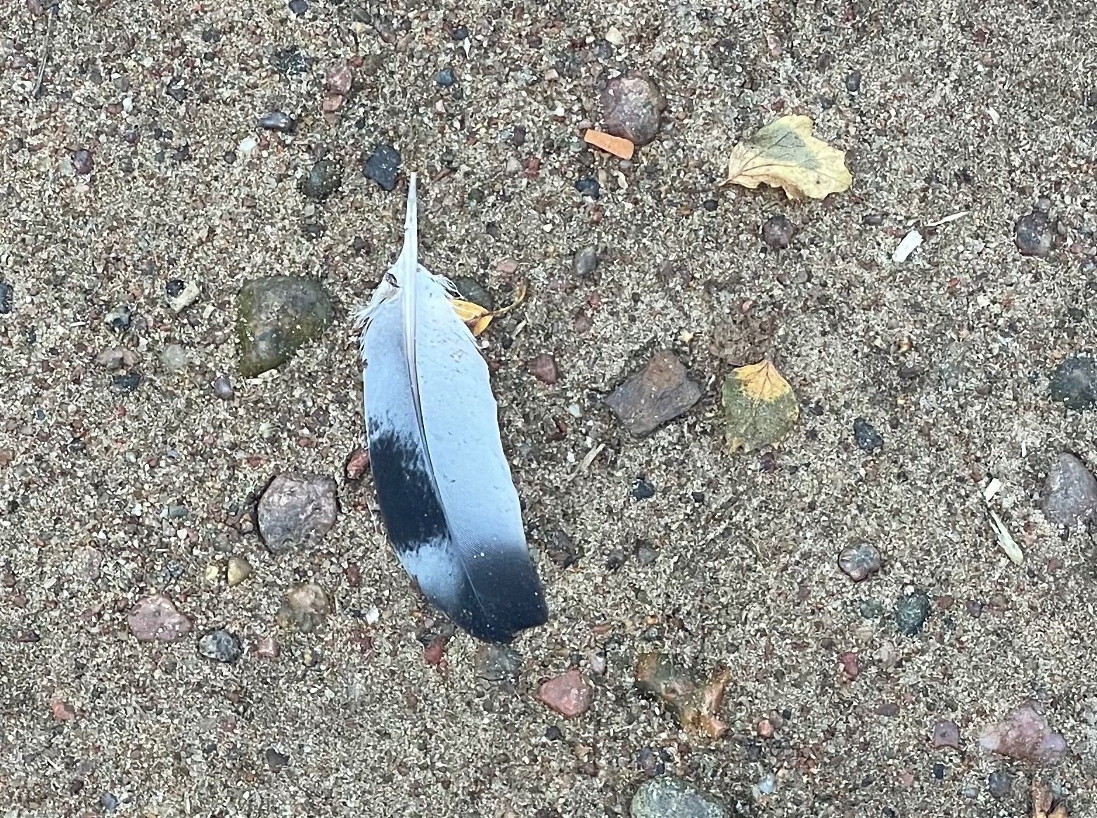 Иллюстрация к публикации