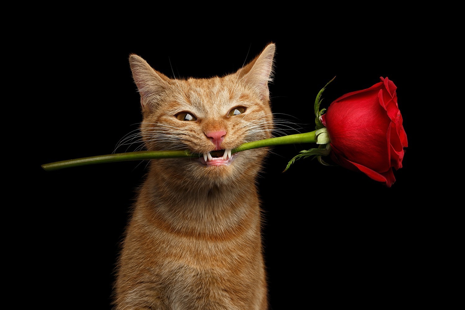 Иллюстрация к публикации