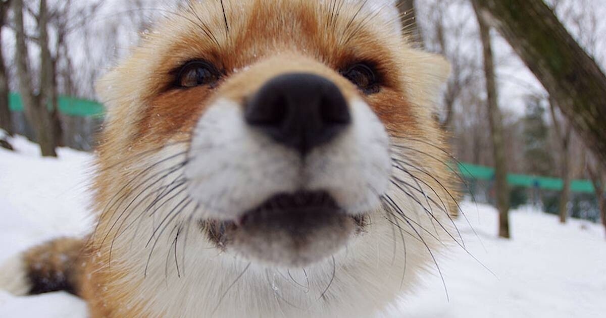 Иллюстрация к публикации