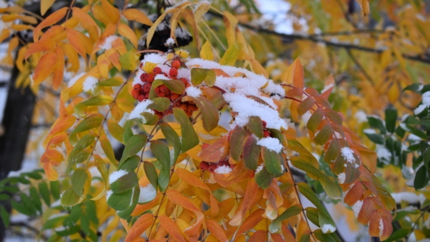 Иллюстрация к публикации